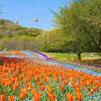 【櫻花2024】花咲山公園：粉色花朵綻放，帶你回憶神話般的山景
