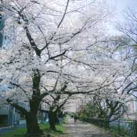 【2024櫻花】成田山公園：粉紅花海