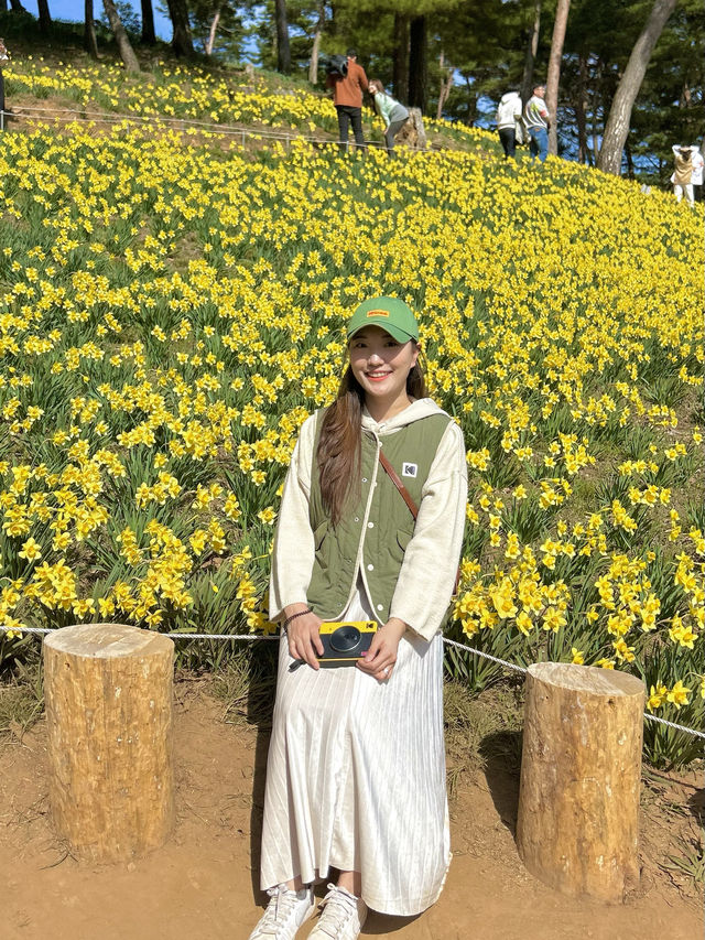 서산 유기방가옥 실시간 수선화 개화현황🌼