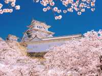 兵庫・姫路城櫻海