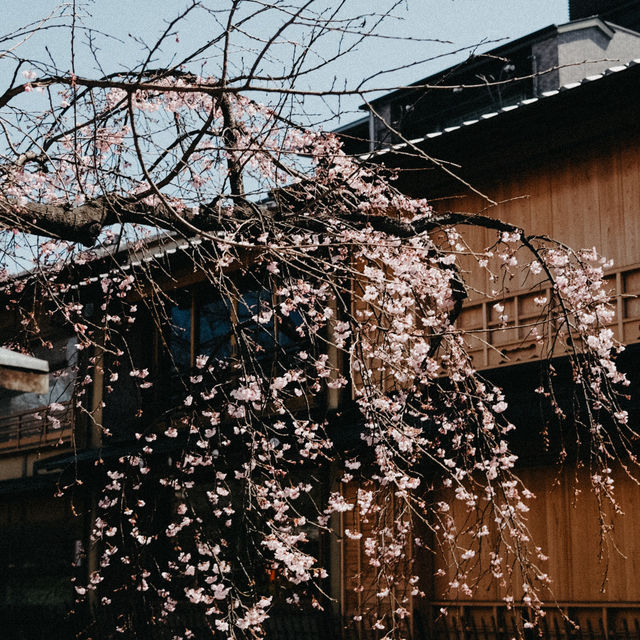 DON’T MISS THIS SPOT FOR CHERRY BLOSSOM! 