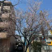 【限時優惠】葛西親水四季之美，享受舒適時光