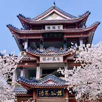 NOT JAPAN-Amazing Cherry Blossom View at Wuxi