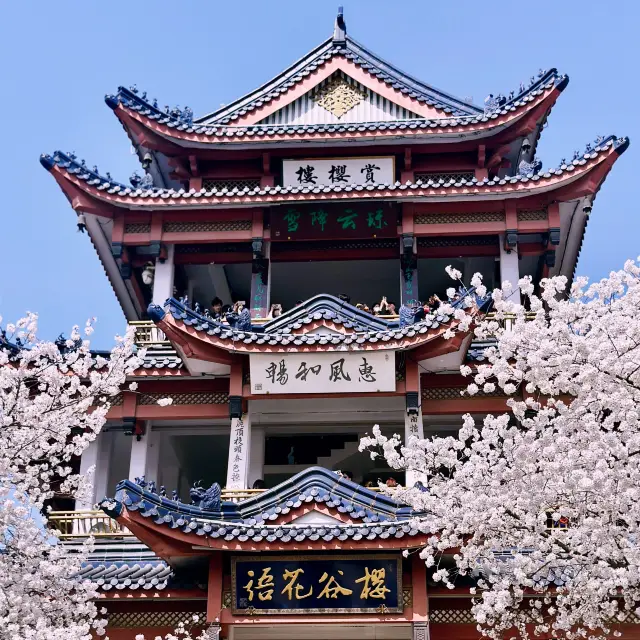 NOT JAPAN-Amazing Cherry Blossom View at Wuxi