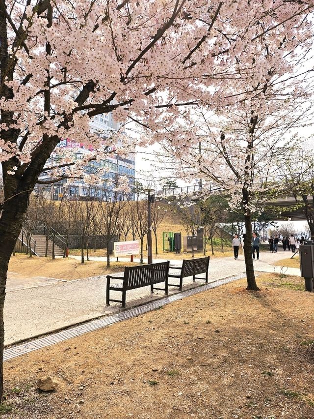 가족과 함께 떠나는 벚꽃놀이🌸
