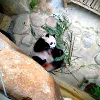Panda-Monium In The Best Way Possible 
