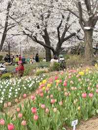 튤립과 벚꽃의 조화로 동화 속 같은 곳🌸🌷