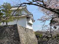 🌸名古屋城櫻花季🌸：粉嫩花海，預測花期查官網