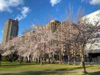 【札幌】中島公園：🌸櫻花盛開，春天舒適寧靜