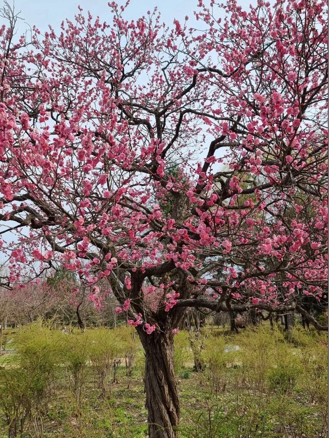 🌸弘前公園：春季賞櫻，美不勝收🌸