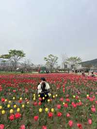 봄맞이 튤립과 유채꽃을 함께 볼 수 있는 양산 황산공원🌹