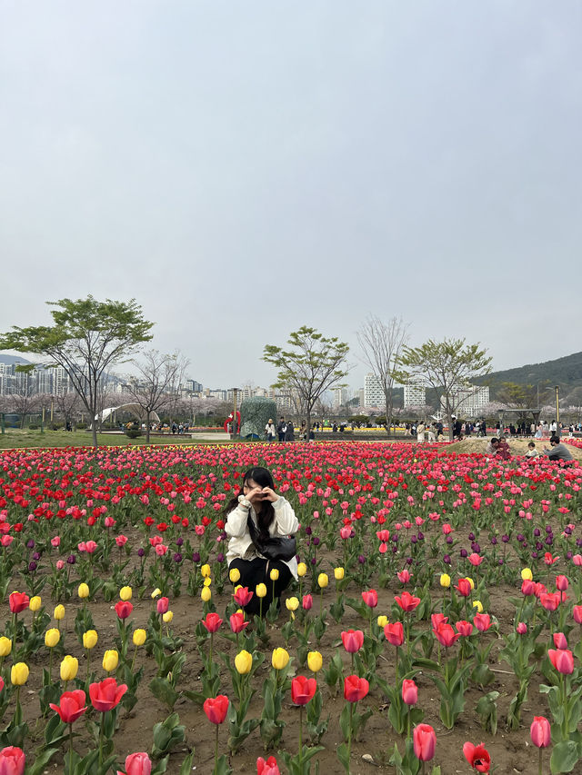 봄맞이 튤립과 유채꽃을 함께 볼 수 있는 양산 황산공원🌹