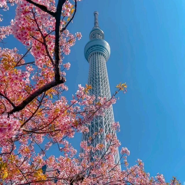 🪷 Big Tower Tokyo Skytree 🇯🇵