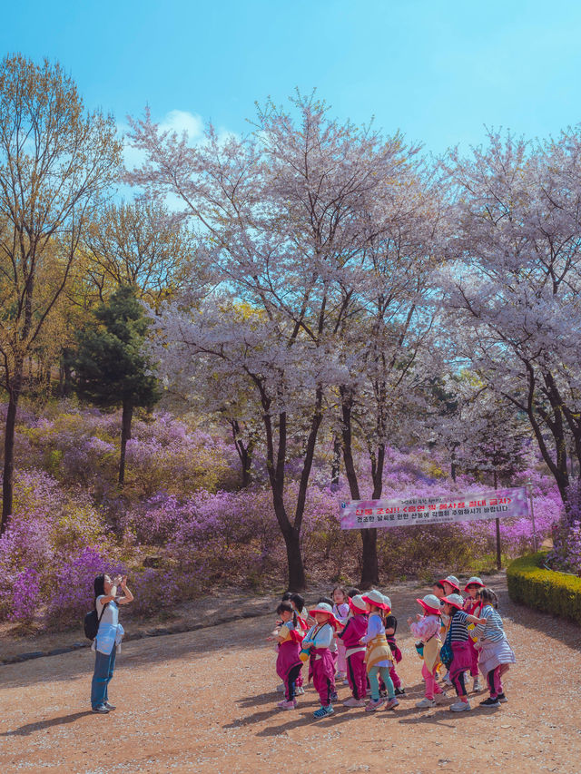 봄이되면 보라빛 진달래 꽃 동산에서 벚꽃나무를 함께 볼 수 있는 이곳은“부천 원미진달래동산“ 