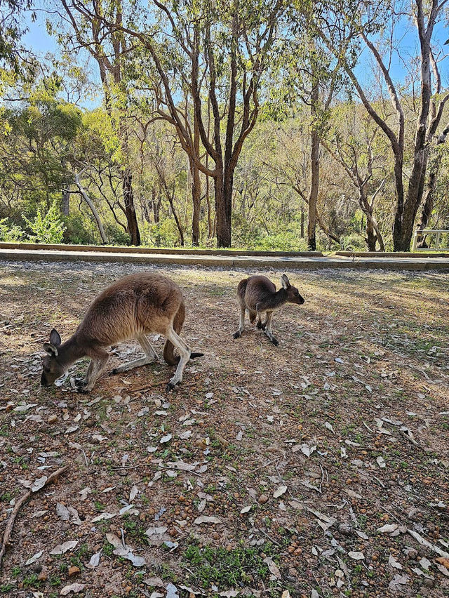 Serpentine National Park