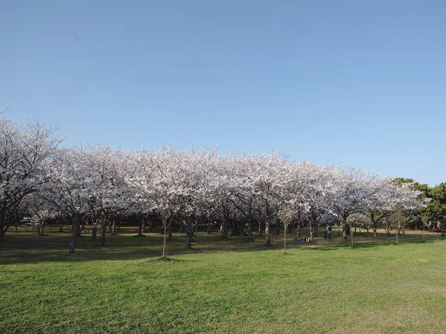 Uminonakamichi Seaside Park สวนสวยในฟุกุโอกะ