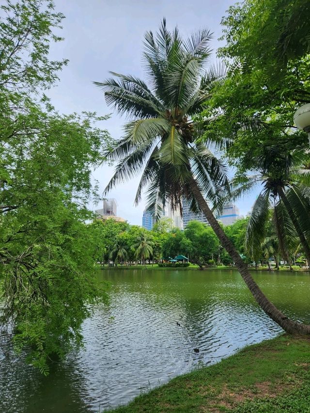💚대왕도마뱀이 있고 여유롭게 산책하기 좋은 "방콕 룸피니공원"💚