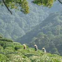 熊空茶園：美麗茶園