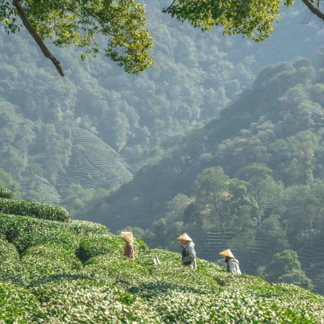 熊空茶園：美麗茶園
