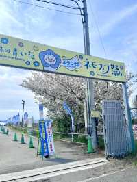  Nemophila Festival งานเทศกาลดอกไม้โอซาก้า