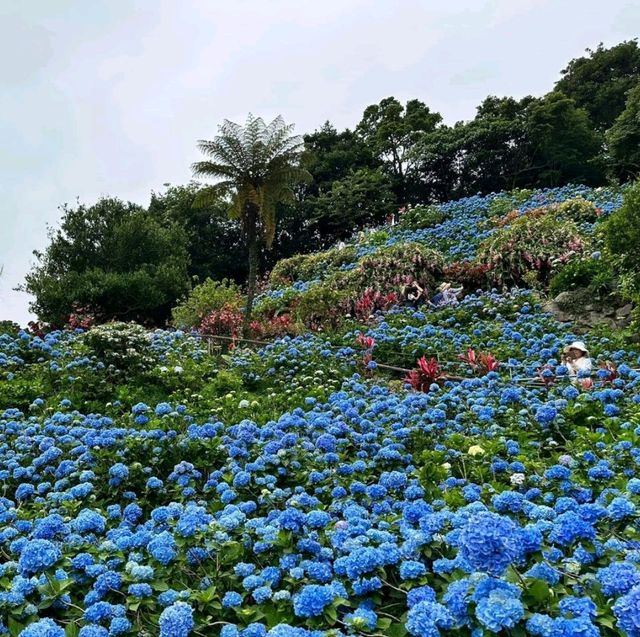 🌼 Folwering at Hydrangea Park 🇯🇵