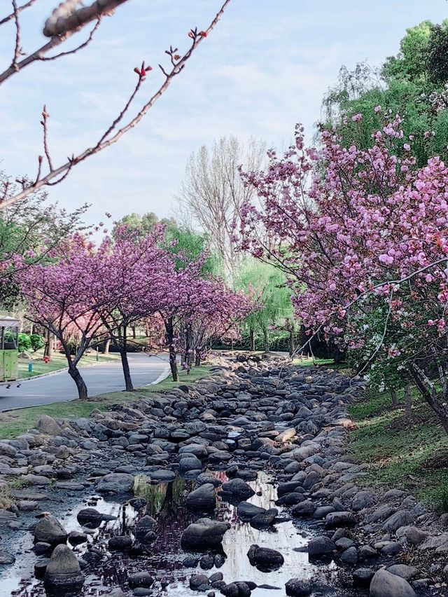 Cherry Blossom in WUXI 