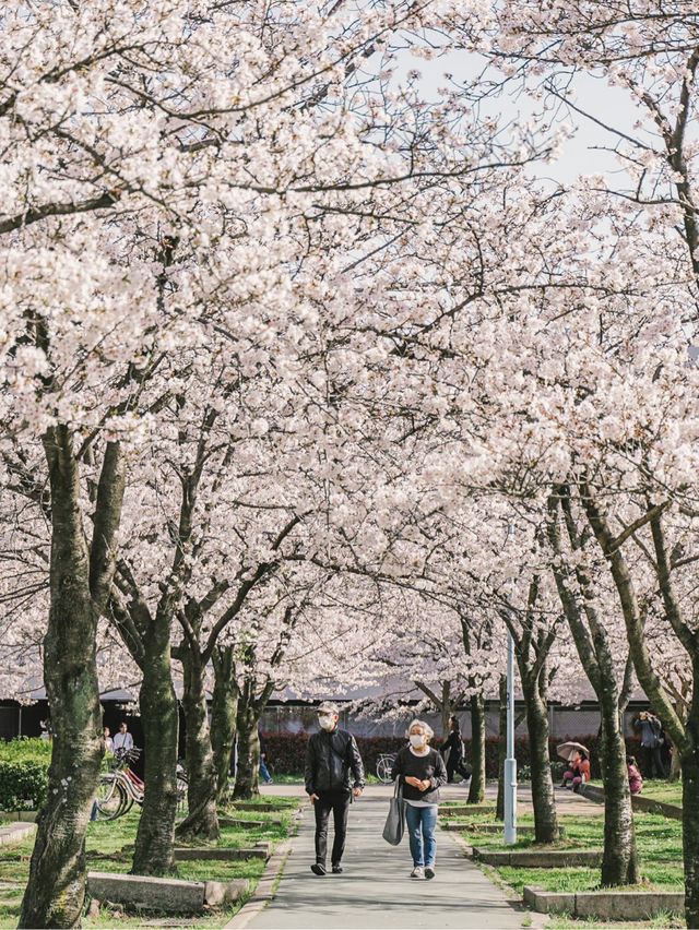 Kema Sakuranomiya Park