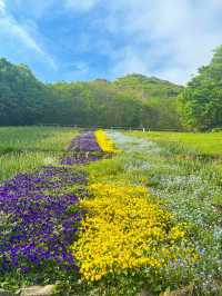 【山口観光】無料で楽しめるお出かけスポット🌼