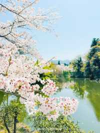  【福島】桜の季節に行ったら城が埋もれていた
