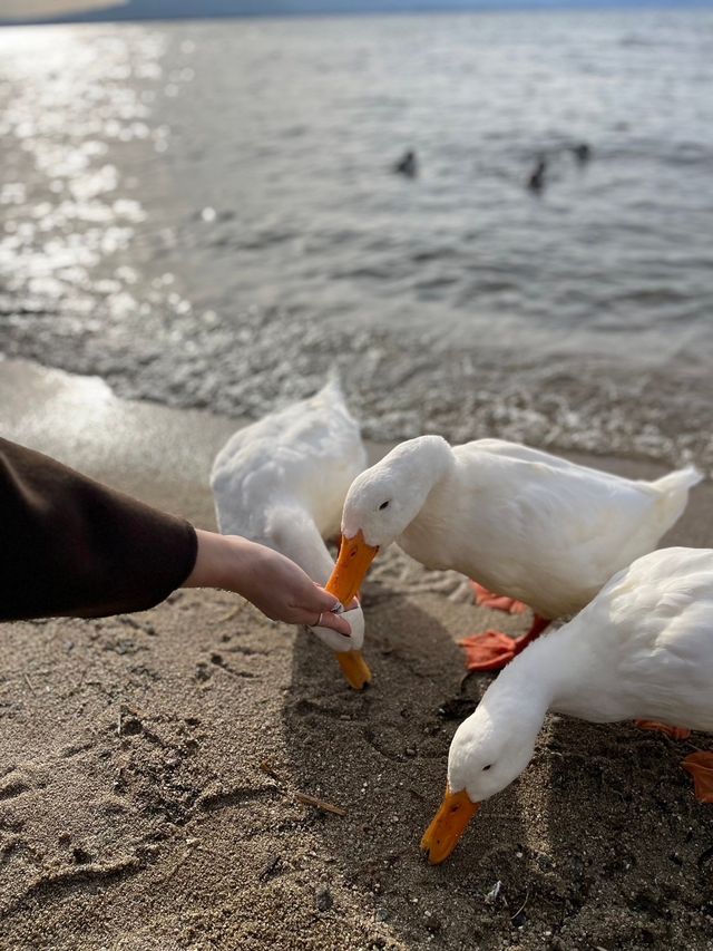 【滋賀・近江八幡】琵琶湖を1番に近くに感じるカフェ