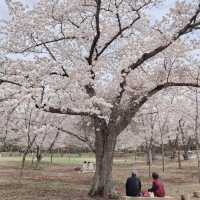 Best Cherry Blossam spots in South Korea 🌸🇰🇷