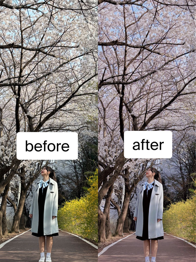 벚꽃 핫플 & 보정법까지