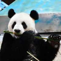 【東京景點】上野動物園：珍稀動物天堂