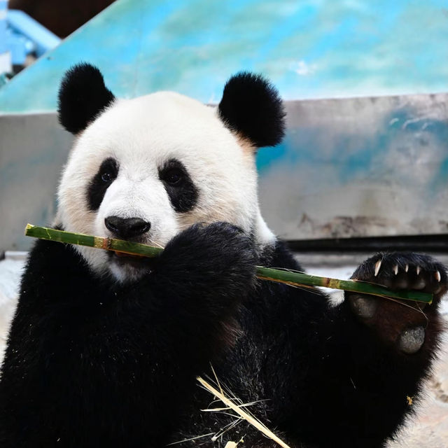 【東京景點】上野動物園：珍稀動物天堂