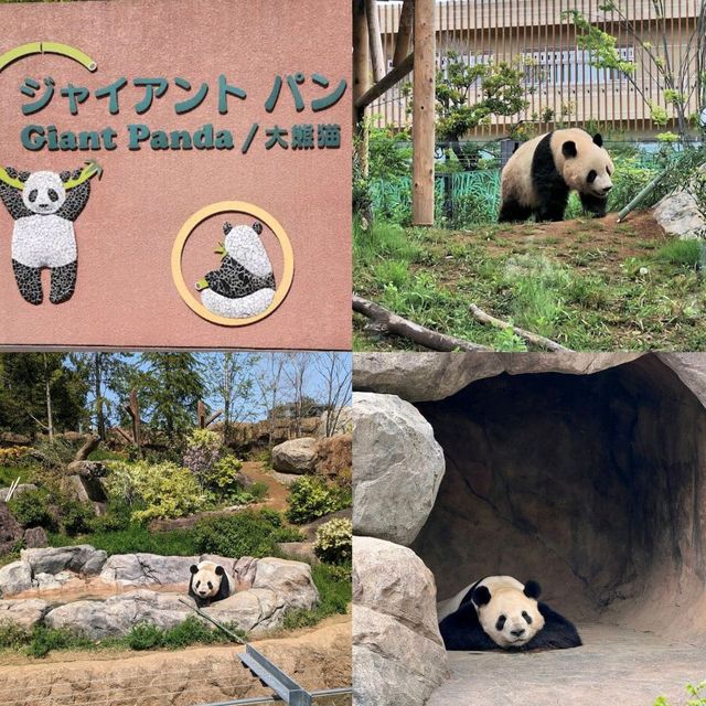 【東京景點】上野動物園：100年歷史，必探訪！🐼🐻‍❄️🌳🌍