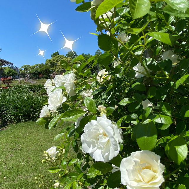 愛知県東海市　元浜公園のバラ園