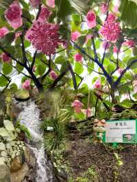 🌸🌼✨ 春天好去處：繁花似錦霍士傑溫室 ✨🌼🌸