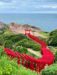【山口観光】100m続く赤い鳥居のトンネルがある神社⛩