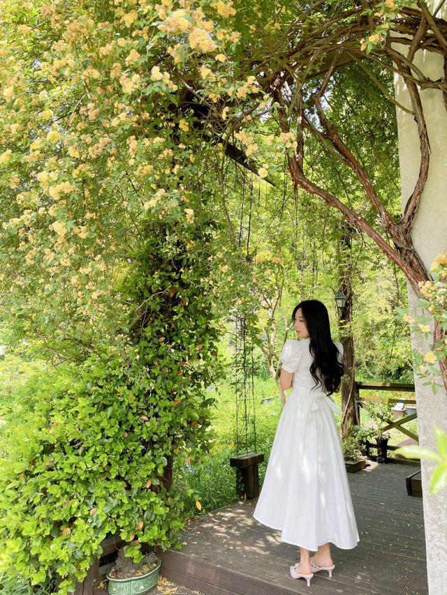 🌼여수에서 제일 예쁜 목향장미 포토존!!!