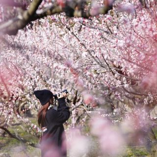 【長野】日本第一的杏之鄉