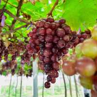 🍇 สวนองุ่นอิ่มสุข @ดอยสะเก็ด เชียงใหม่