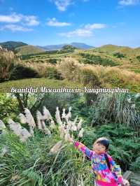 Beautiful Miscanthus in Yangmingshan