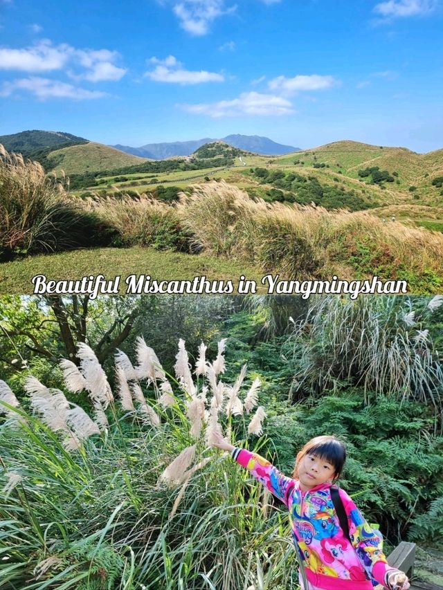 Beautiful Miscanthus in Yangmingshan