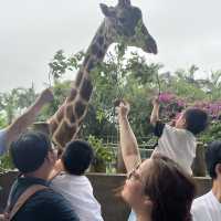 【中山紫馬嶺動物園】乾淨整潔，零距離接觸大笨象🐘！