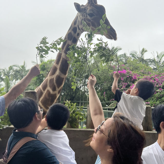 【中山紫馬嶺動物園】乾淨整潔，零距離接觸大笨象🐘！