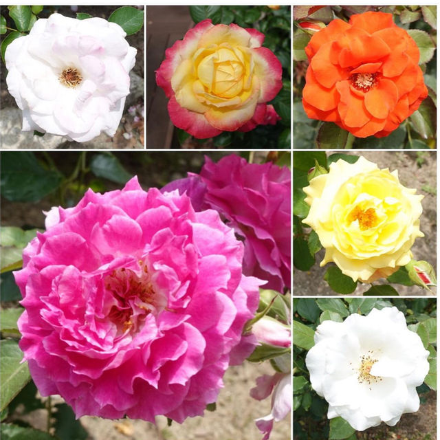 【福岡観光】色とりどりのお花が魅力的な植物園