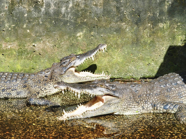 A must-visit for wildlife enthusiasts and families🇲🇾