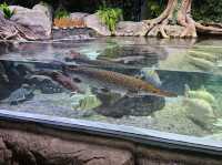 雅加達大型Mall內水族館