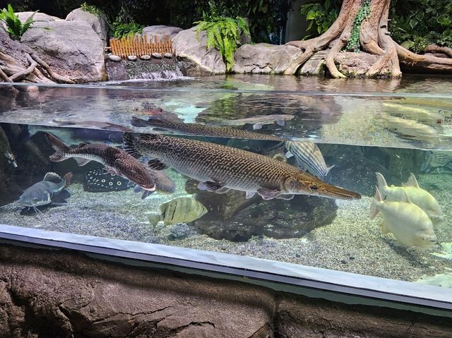 雅加達大型Mall內水族館