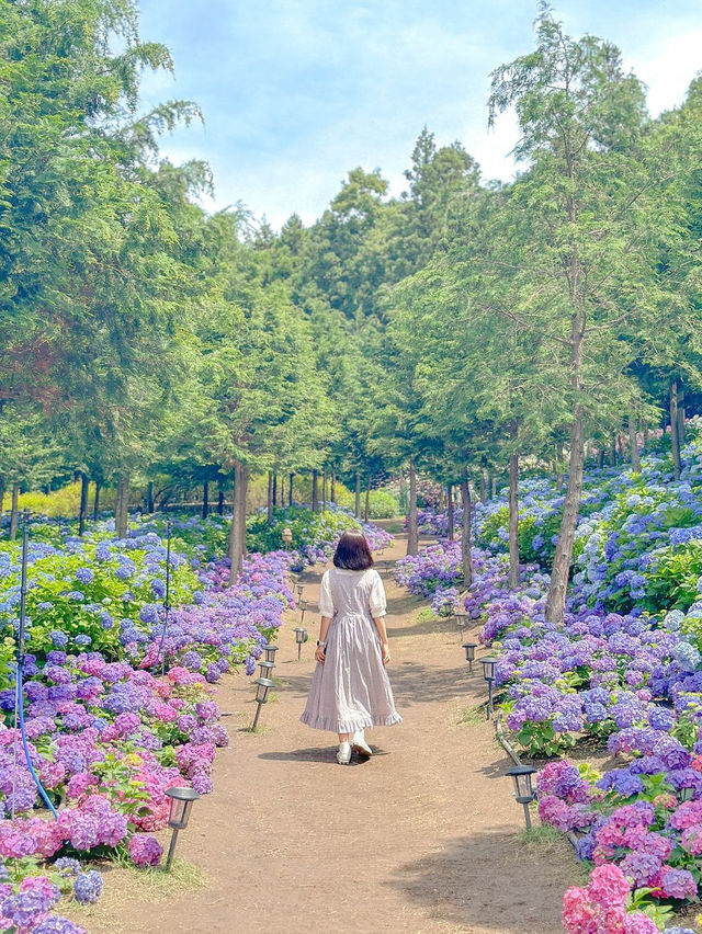 세상에세 제일 예쁜 수국의 지상낙원🩵💜